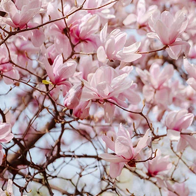 4月23日|20.6M/S，Shadowrocket节点/Clash节点/SSR节点/V2ray节点|免费订阅机场Pantheon免费梯子