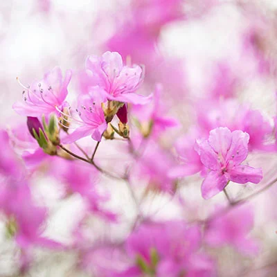 Clash代理无法连接？全面解析与解决方法