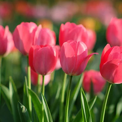 V2rayNG端口设置完全指南：从原理到实战的深度解析