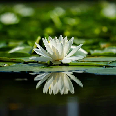 解锁极速网络：Quantumult节点获取与配置全攻略