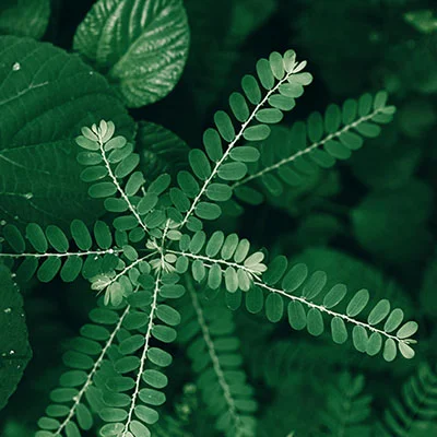 4月22日|21.6M/S，V2ray节点/Clash节点/Shadowrocket节点/SSR节点|免费订阅机场Pantheon免费梯子