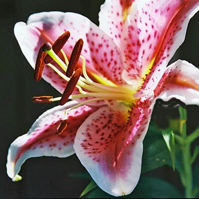 探秘Clash官网：如何精准获取代理配置URL全攻略