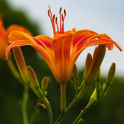 深度解析：大王卡混淆参数与V2Ray免流实战指南