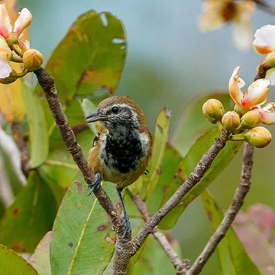 4月17日|21.9M/S，Shadowrocket节点/V2ray节点/SSR节点/Clash节点|免费订阅机场Pantheon免费梯子